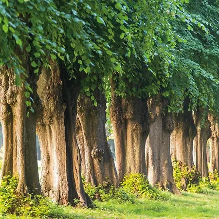 Garden Balcony غرال موريتز