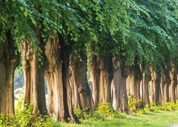 Garden Balcony Graal-Mueritz
